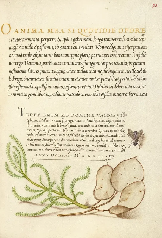 Renaissance Illustration