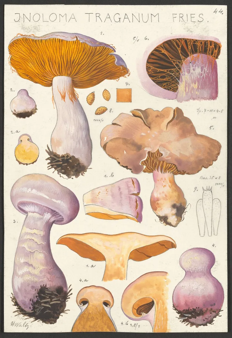 Inoloma Traganum Fries 2 Wall Art by Hans Walty - High-Resolution Digital Print