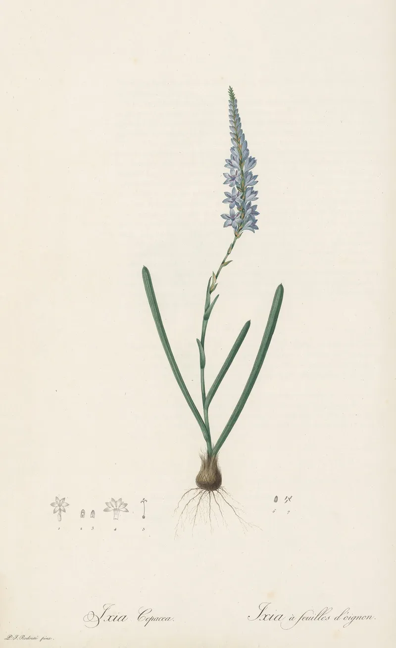 Ixia Cepacea Wall Art by Pierre Joseph Redouté - High-Resolution Digital Print