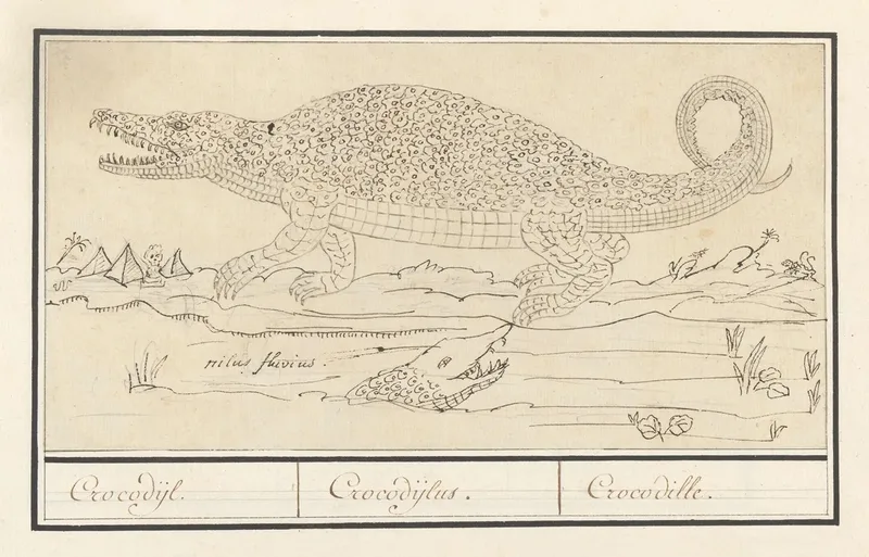 Krokodil Crocodylidae Crocodijl Crocodijlus Crocodille Wall Art by Anselmus Boëtius de Boodt - High-Resolution Digital Print