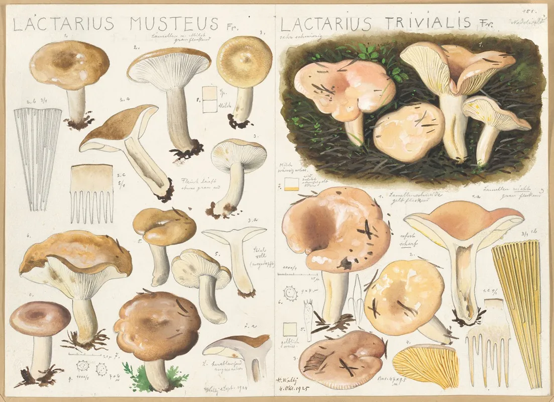 Lactarius Musteus Lactarius Trivialis Wall Art by Hans Walty - High-Resolution Digital Print