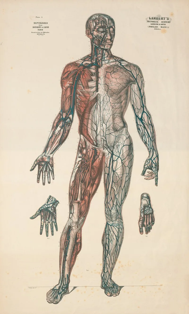 Lamberts Pictorial Anatomy Pl 5 Wall Art by Thomas Scott Lambert - High-Resolution Digital Print