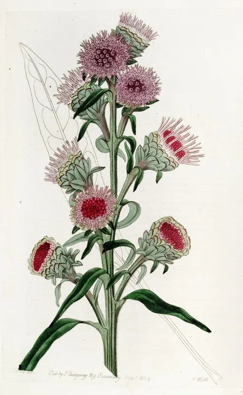 Large Flowered Liatris Wall Art by Sydenham Edwards - High-Resolution Digital Print