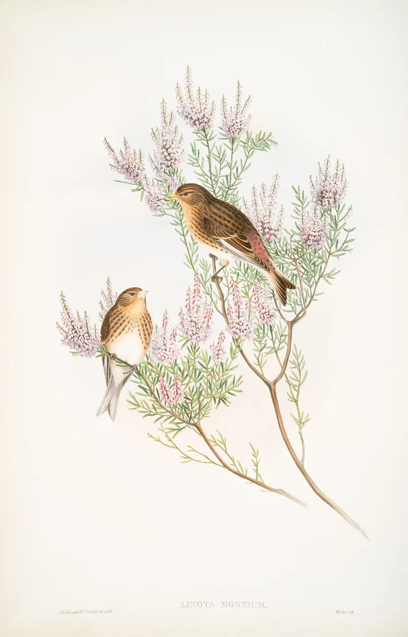 Linota Montium Twite Or Mountain Linnet Wall Art by John Gould - High-Resolution Digital Print