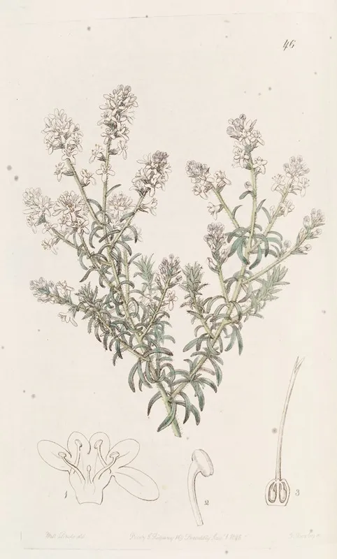 Loose Flowered Selago Wall Art by Sydenham Edwards - High-Resolution Digital Print