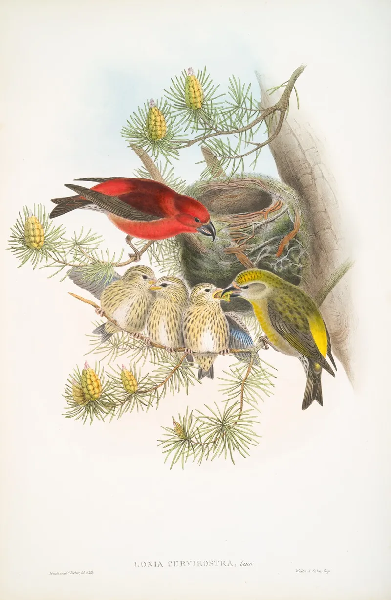Loxia Curvirostra Common Crossbill Wall Art by John Gould - High-Resolution Digital Print