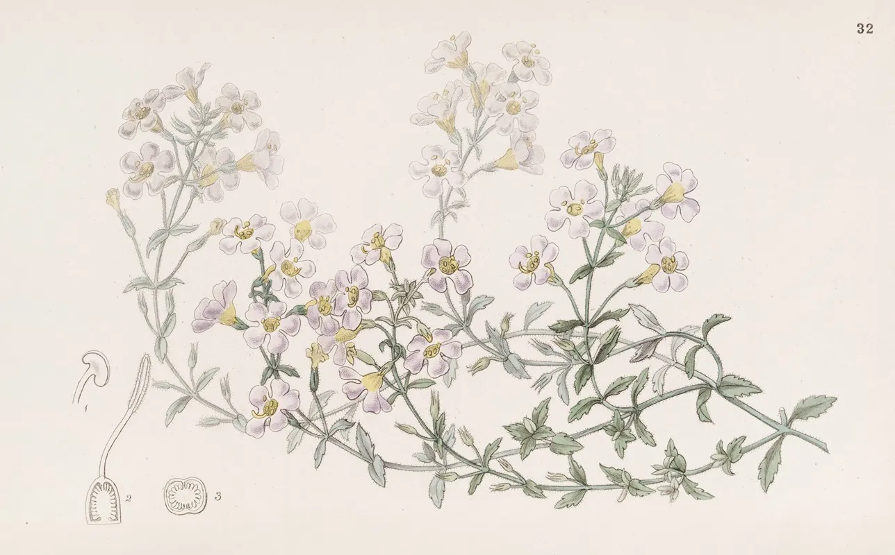 Many Flowered Chaenostome Wall Art by Sydenham Edwards - High-Resolution Digital Print