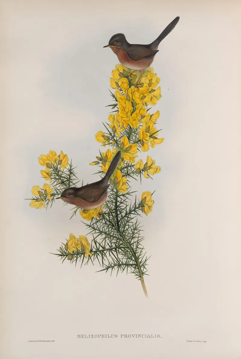 Melizophilus Provincialis Dartford Warbler Wall Art by John Gould - High-Resolution Digital Print