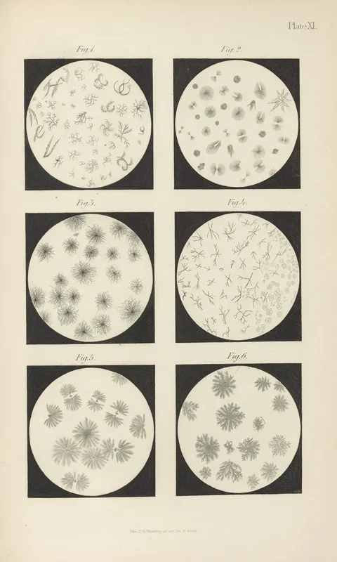 Micro Chemistry Of Poisons Pl 11 Wall Art by Theodore George Wormley - High-Resolution Digital Print