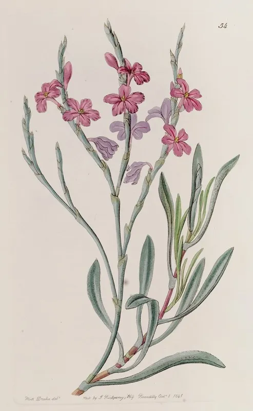 Monopetalous Sea Lavender Wall Art by Sydenham Edwards - High-Resolution Digital Print