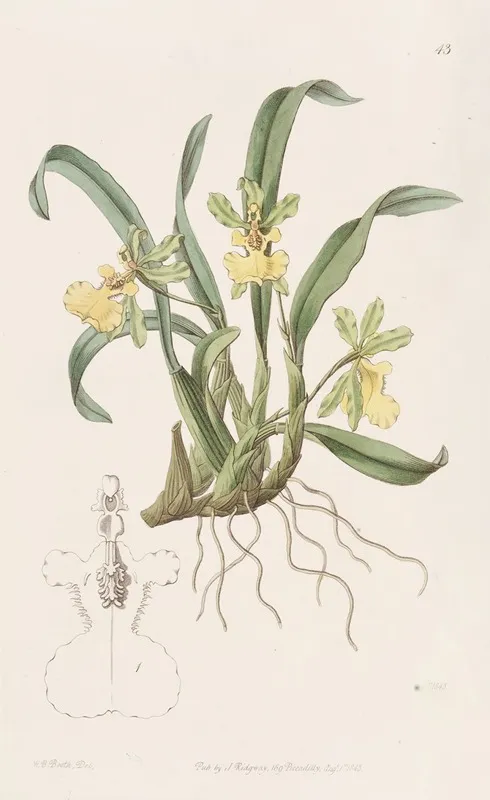 One Flowered Oncidium Wall Art by Sydenham Edwards - High-Resolution Digital Print