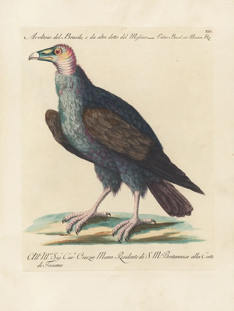 Ornithologia Methodice Digesta Pl 013 Wall Art by Saverio Manetti - High-Resolution Digital Print