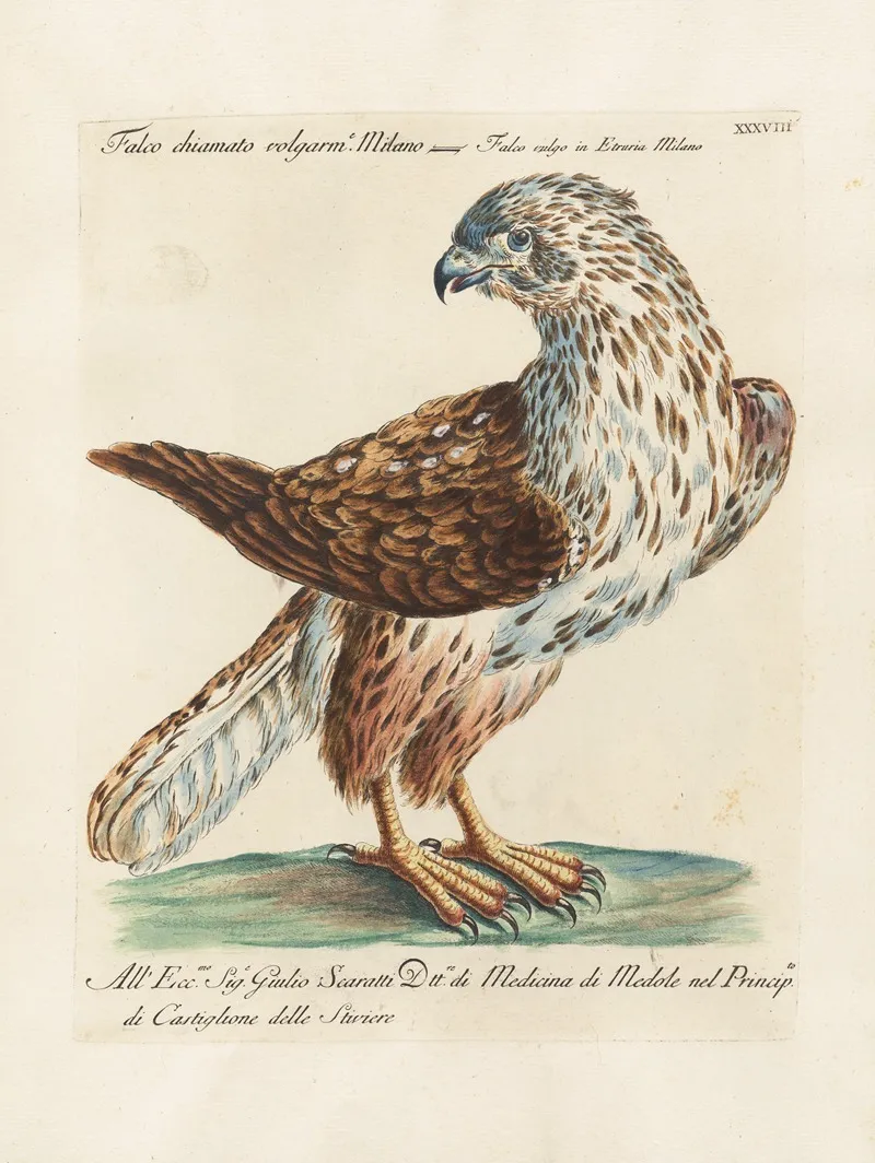 Ornithologia Methodice Digesta Pl 038 Wall Art by Saverio Manetti - High-Resolution Digital Print