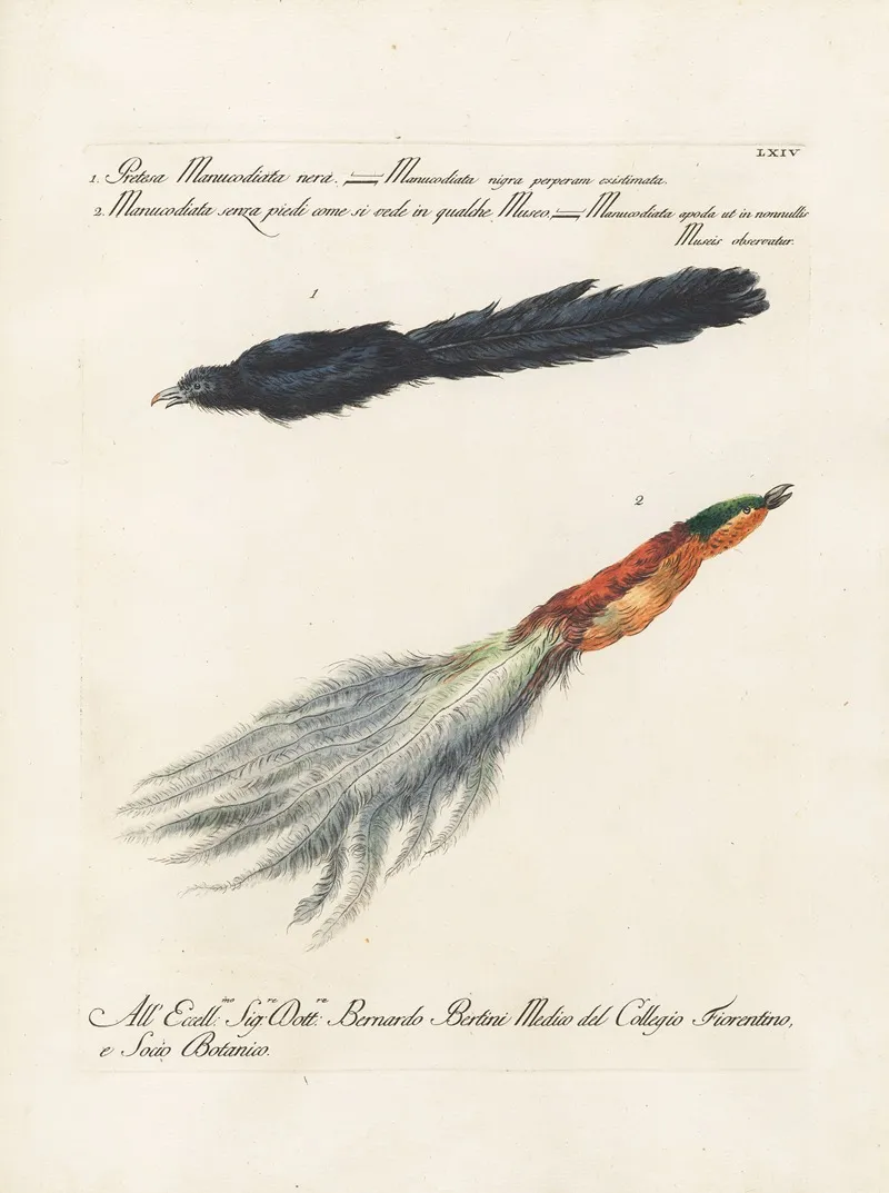 Ornithologia Methodice Digesta Pl 064 Wall Art by Saverio Manetti - High-Resolution Digital Print