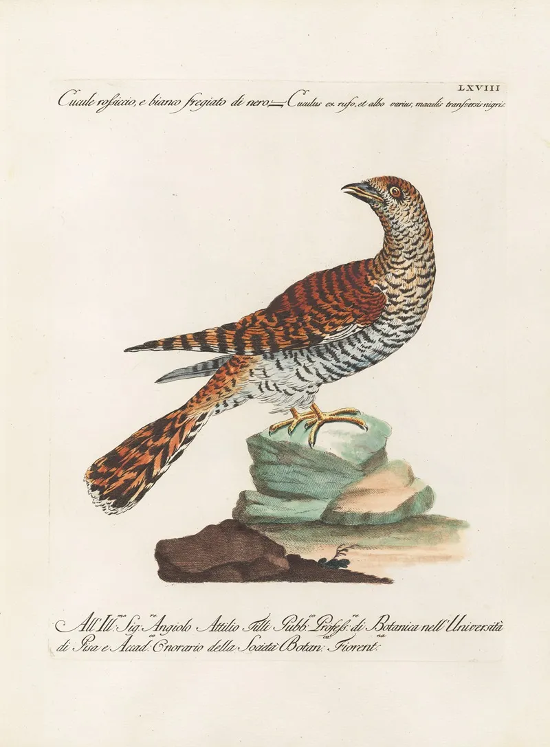 Ornithologia Methodice Digesta Pl 068 Wall Art by Saverio Manetti - High-Resolution Digital Print