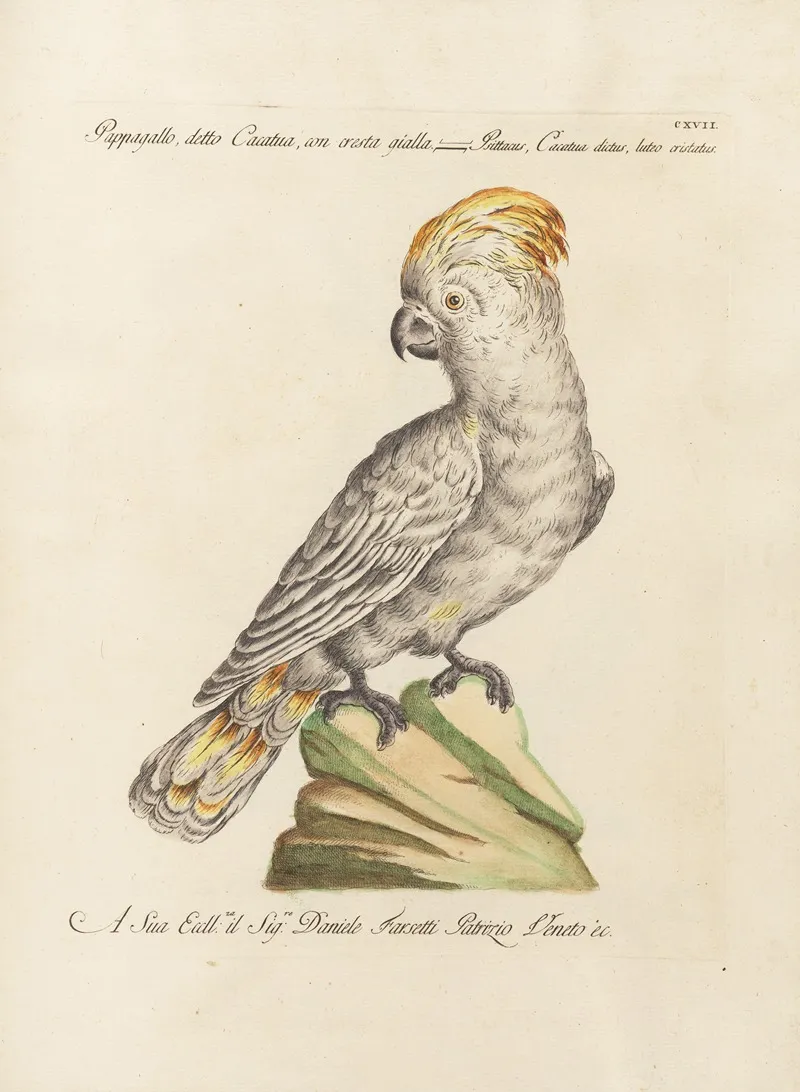 Ornithologia Methodice Digesta Pl 117 Wall Art by Saverio Manetti - High-Resolution Digital Print