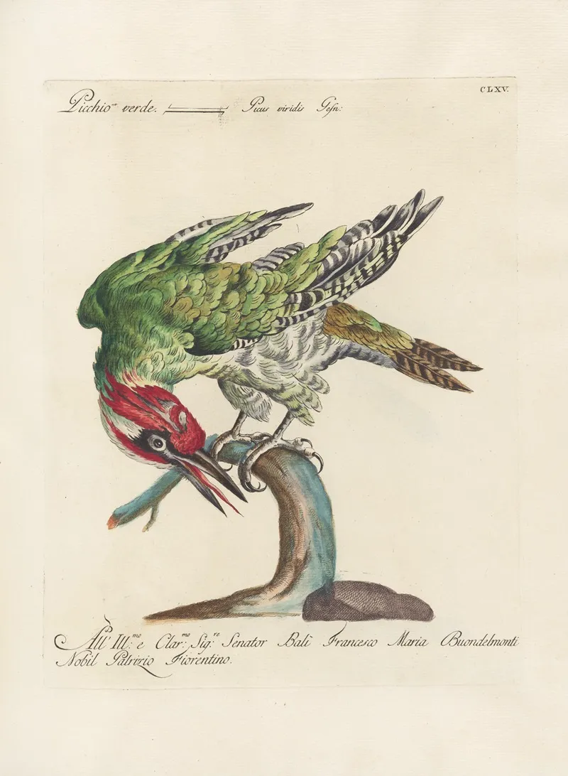 Ornithologia Methodice Digesta Pl 160 Wall Art by Saverio Manetti - High-Resolution Digital Print