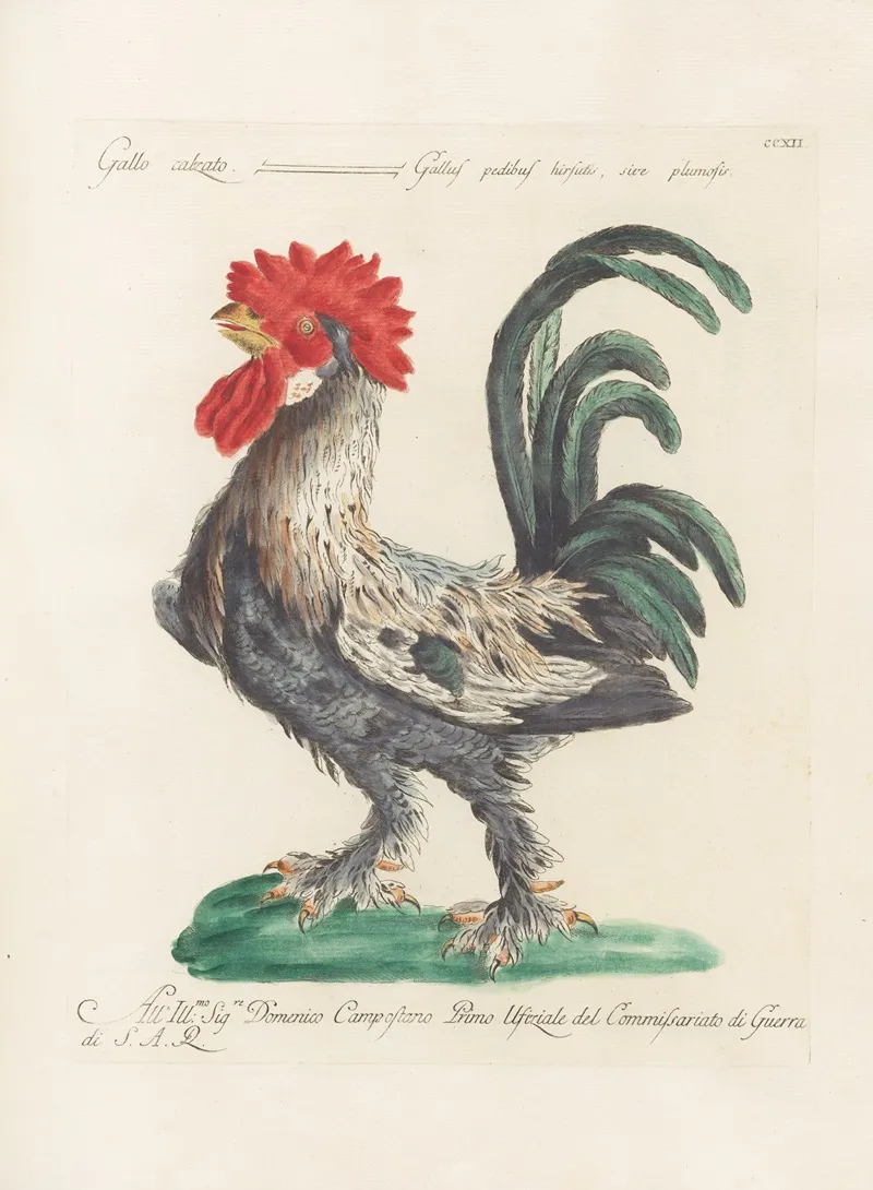 Ornithologia Methodice Digesta Pl 194 Wall Art by Saverio Manetti - High-Resolution Digital Print