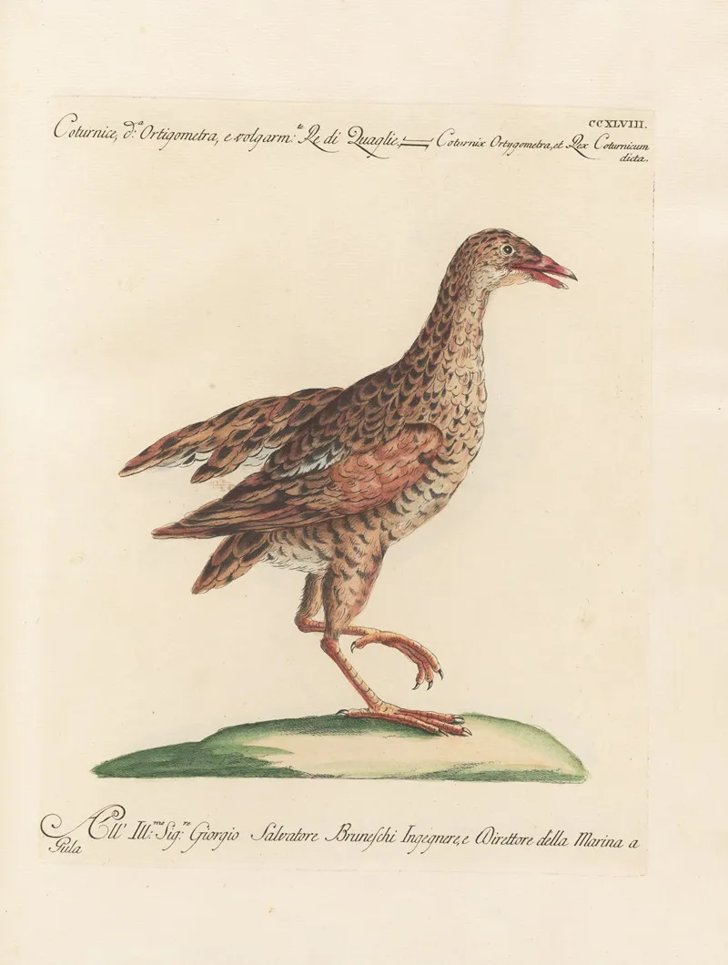 Ornithologia Methodice Digesta Pl 230 Wall Art by Saverio Manetti - High-Resolution Digital Print