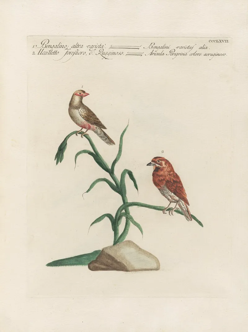 Ornithologia Methodice Digesta Pl 349 Wall Art by Saverio Manetti - High-Resolution Digital Print