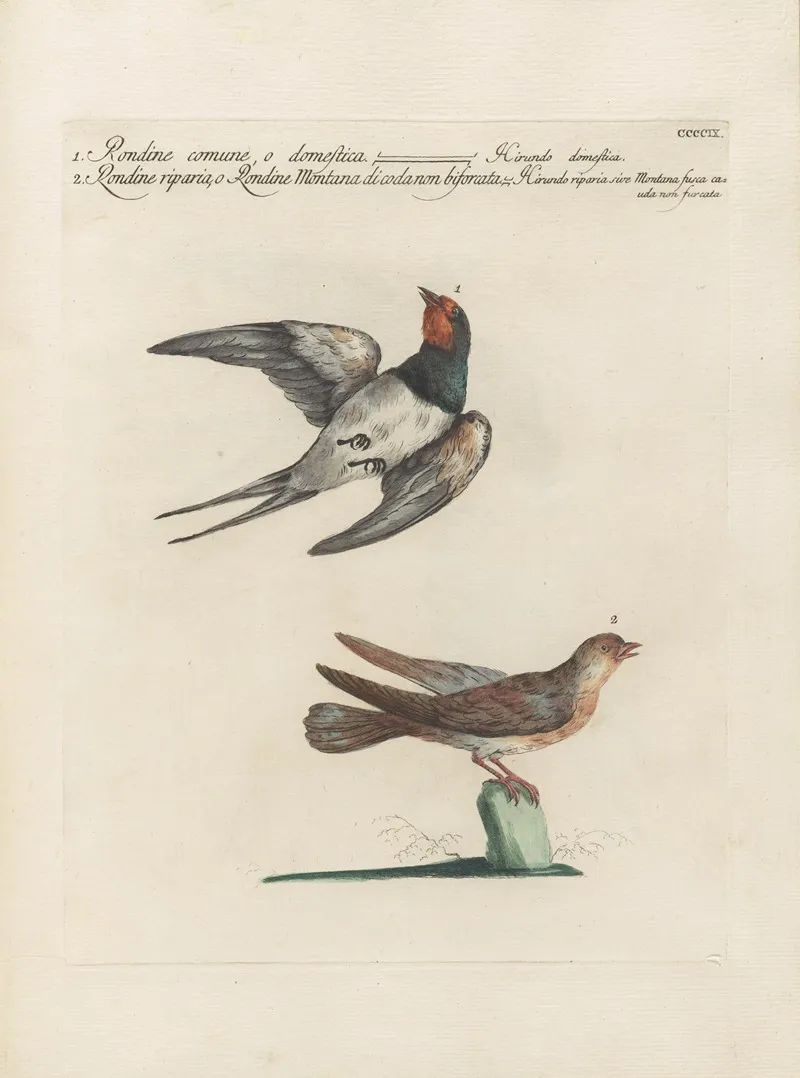 Ornithologia Methodice Digesta Pl 391 Wall Art by Saverio Manetti - High-Resolution Digital Print