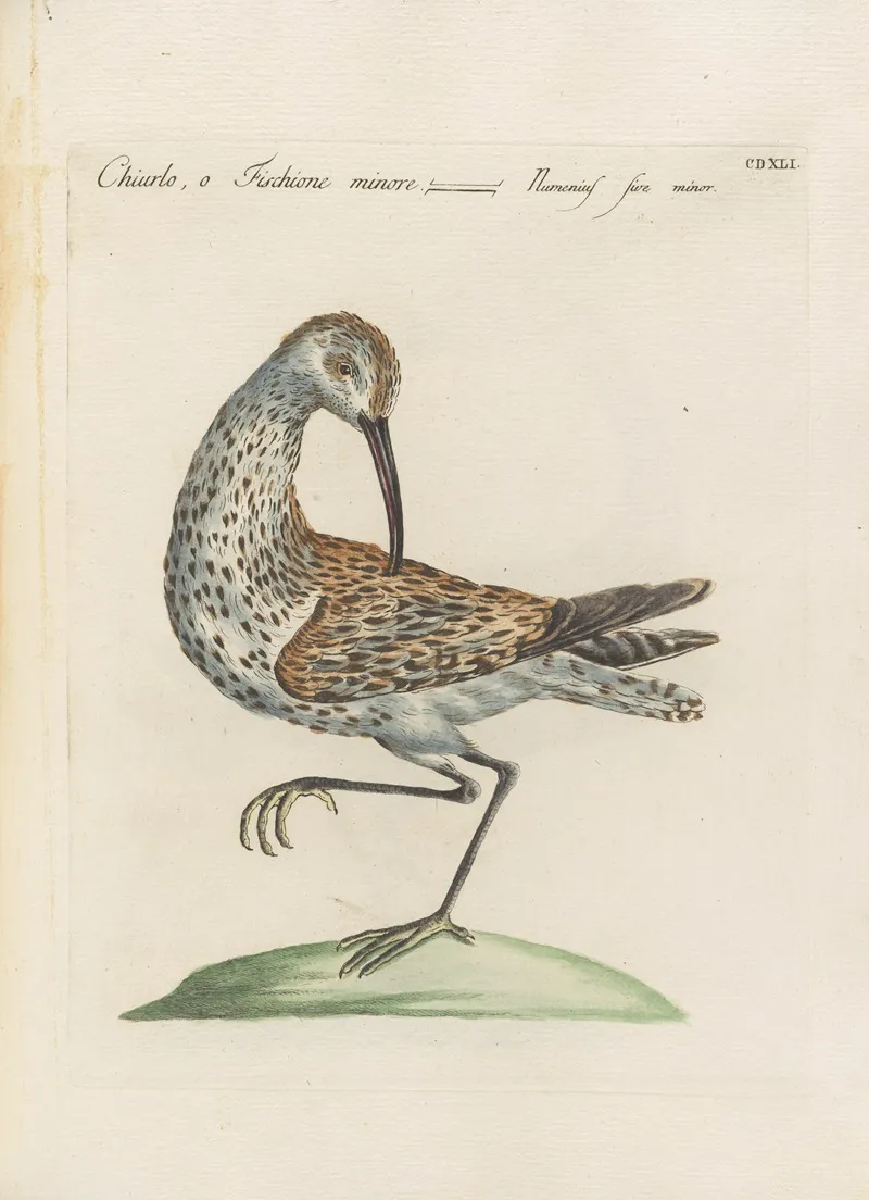 Ornithologia Methodice Digesta Pl 423 Wall Art by Saverio Manetti - High-Resolution Digital Print