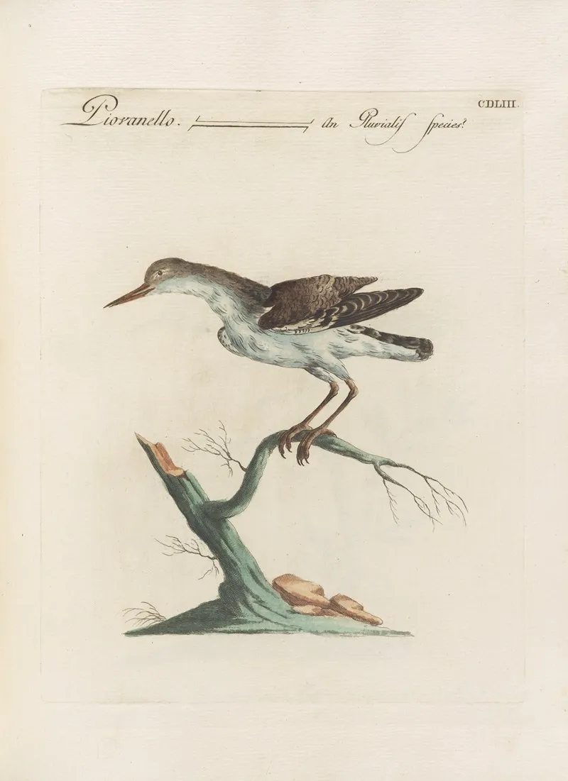 Ornithologia Methodice Digesta Pl 435 Wall Art by Saverio Manetti - High-Resolution Digital Print