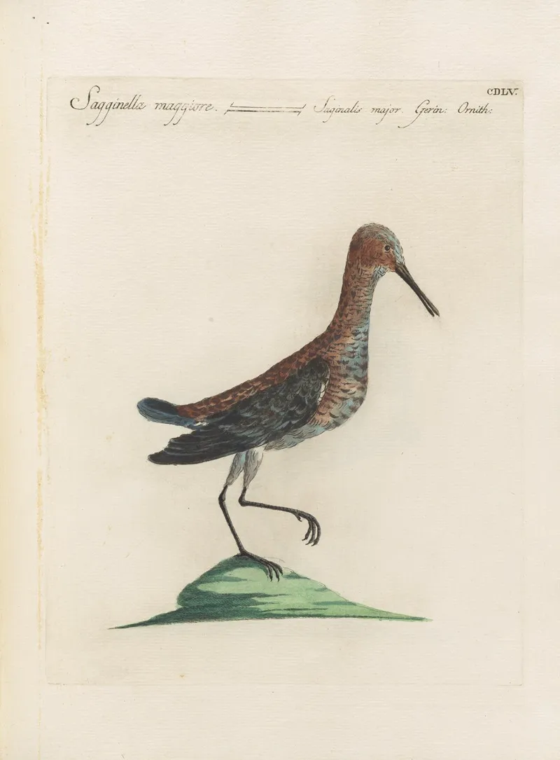 Ornithologia Methodice Digesta Pl 437 Wall Art by Saverio Manetti - High-Resolution Digital Print
