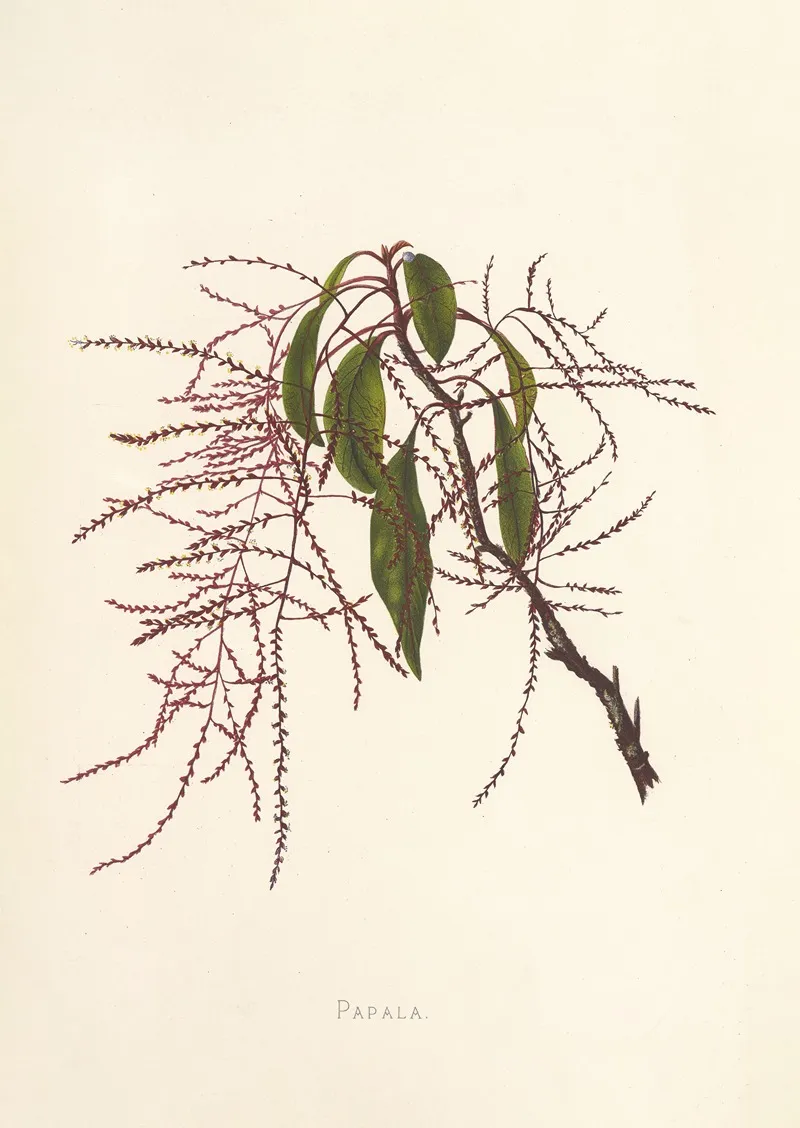 19th Century Flower Wall Art