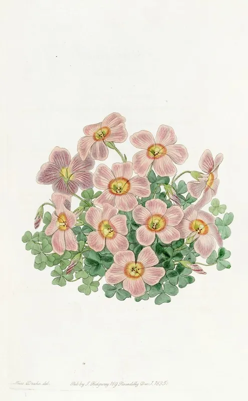 Piottas Oxalis Wall Art by Sydenham Edwards - High-Resolution Digital Print