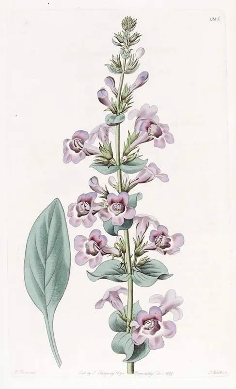 Pointed Leaved Pentstemon Wall Art by Sydenham Edwards - High-Resolution Digital Print