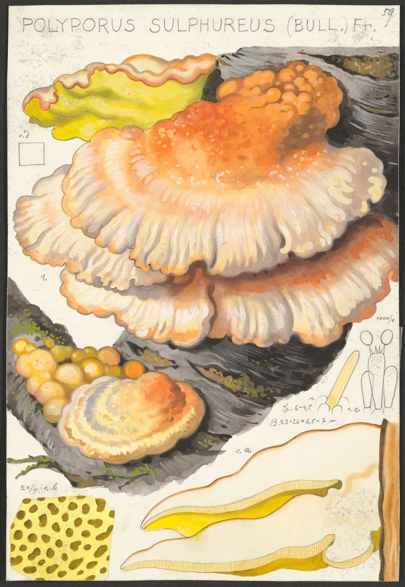 Polyporus Sulfureus Bull Fr Wall Art by Hans Walty - High-Resolution Digital Print