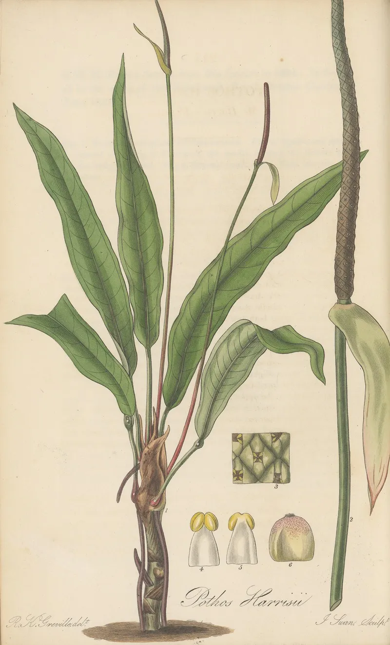 Pothos Harrisii Wall Art by William Jackson Hooker - High-Resolution Digital Print