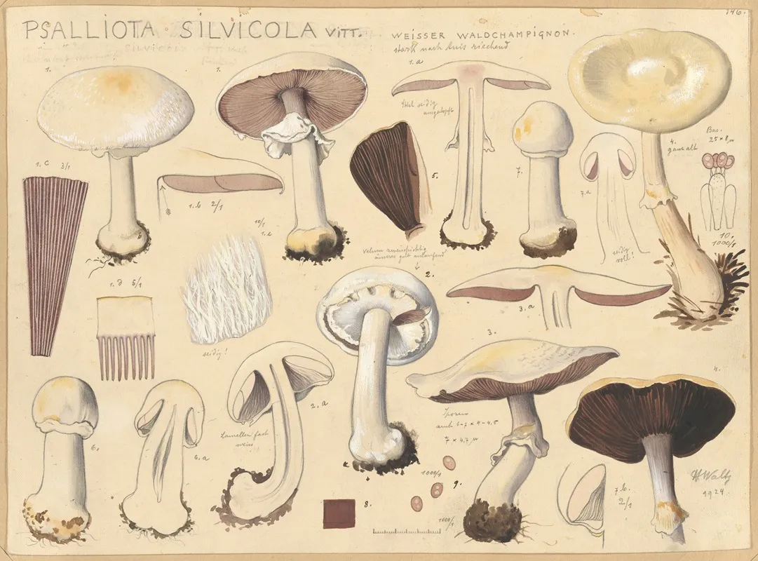 Psalliota Silvicola Vitt Wall Art by Hans Walty - High-Resolution Digital Print