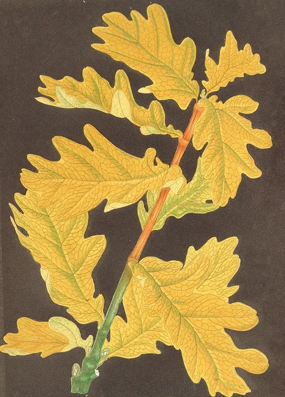 Quercus Robur Var Concordia Wall Art by Charles Antoine Lemaire - High-Resolution Digital Print