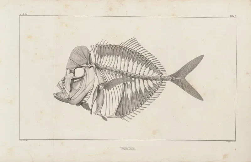 Recherches Sur Les Poissons Fossiles Pl 001 Wall Art by Louis Agassiz - High-Resolution Digital Print