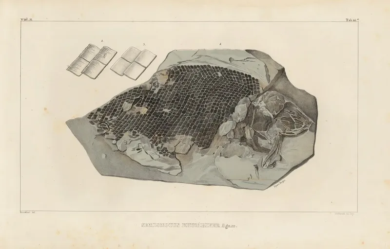 Recherches Sur Les Poissons Fossiles Pl 169 Wall Art by Louis Agassiz - High-Resolution Digital Print
