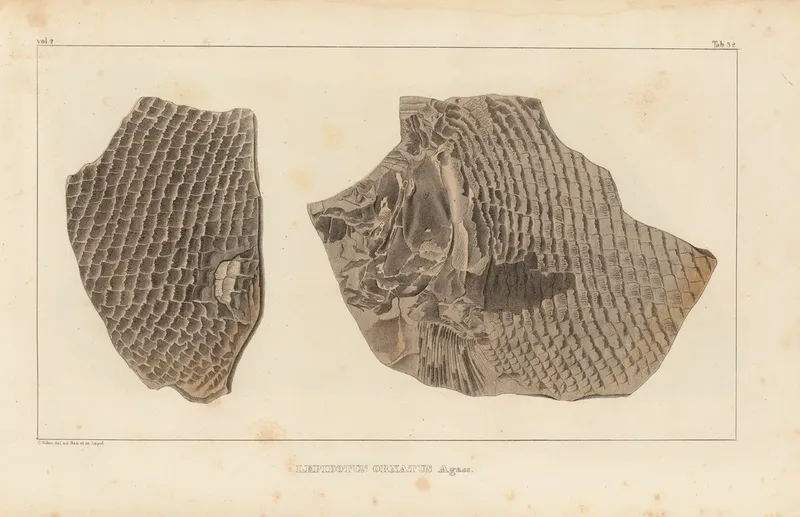 Recherches Sur Les Poissons Fossiles Pl 182 Wall Art by Louis Agassiz - High-Resolution Digital Print