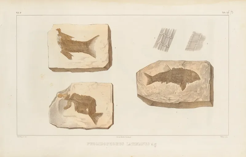 Recherches Sur Les Poissons Fossiles Pl 197 Wall Art by Louis Agassiz - High-Resolution Digital Print