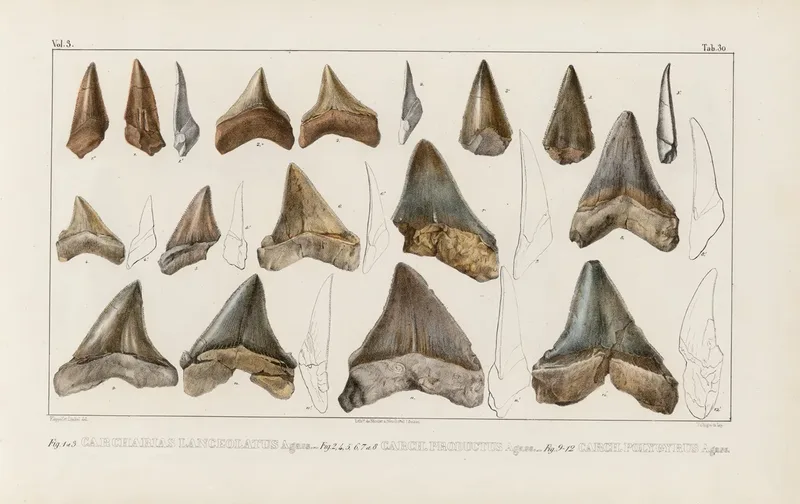 Recherches Sur Les Poissons Fossiles Pl 312 Wall Art by Louis Agassiz - High-Resolution Digital Print