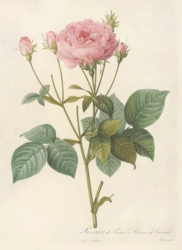 Rosa Gallica Granatus Wall Art by Pierre Joseph Redouté - High-Resolution Digital Print
