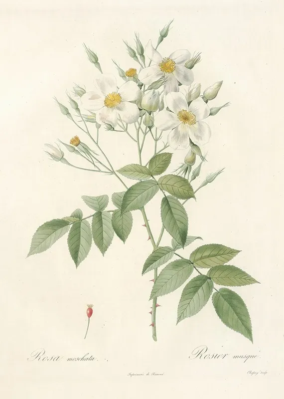 Rosa Moschata 2 Wall Art by Pierre Joseph Redouté - High-Resolution Digital Print
