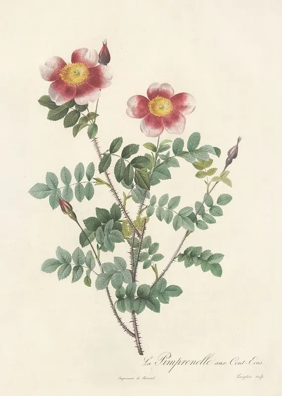 Rosa Pimpinellifolia Flore Variegato Wall Art by Pierre Joseph Redouté - High-Resolution Digital Print