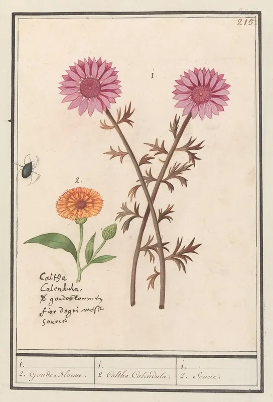 Roze Bloem Onbekend En Goudsbloem Calendula Officinalis Wall Art by Anselmus Boëtius de Boodt - High-Resolution Digital Print
