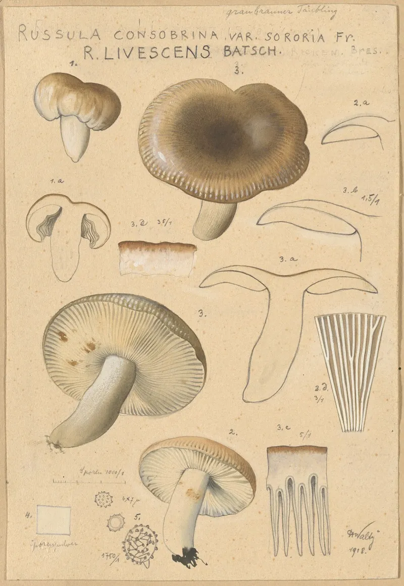 Russula Consobrina Var Sororia Wall Art by Hans Walty - High-Resolution Digital Print