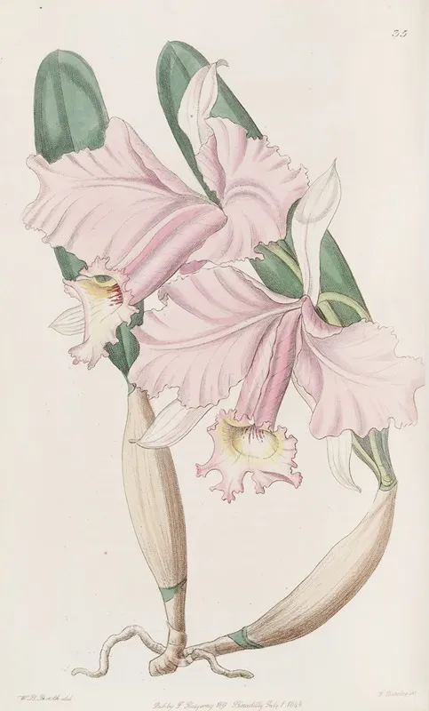 Sir Charles Lemons Cattleya Wall Art by Sydenham Edwards - High-Resolution Digital Print