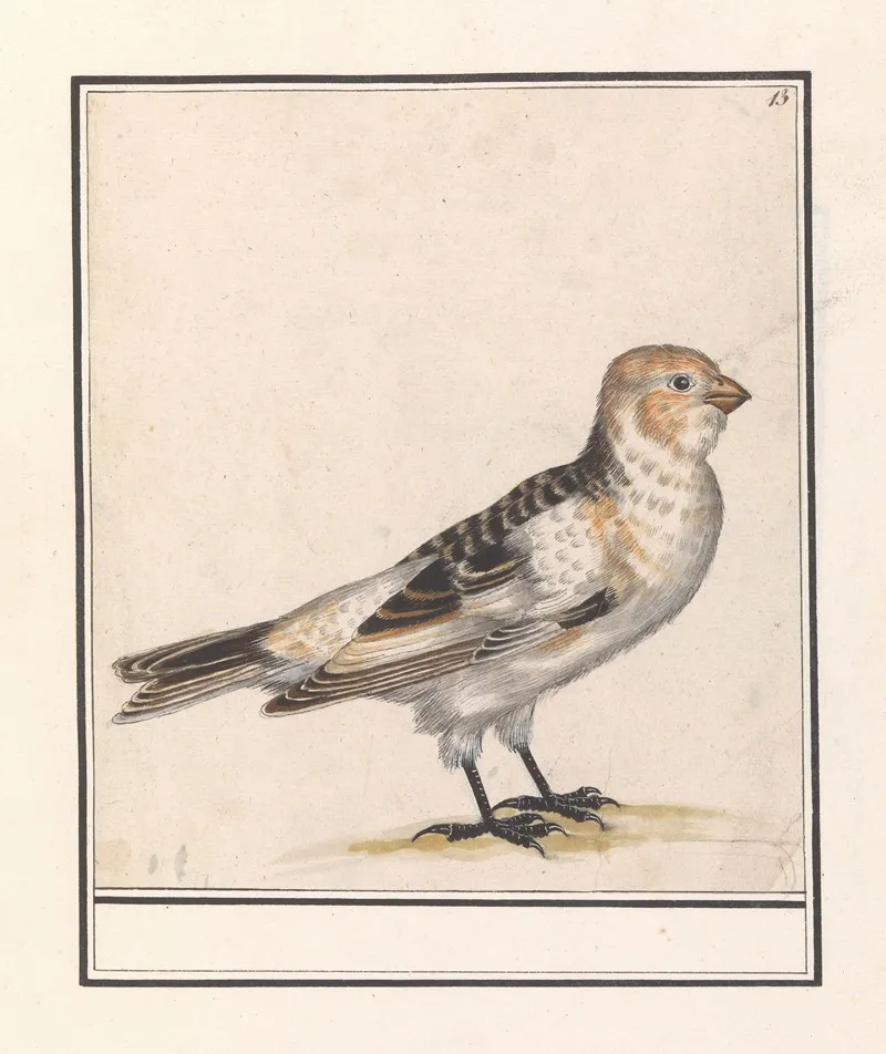 Sneeuwgors Plectrophenax Nivalis Wall Art by Anselmus Boëtius de Boodt - High-Resolution Digital Print