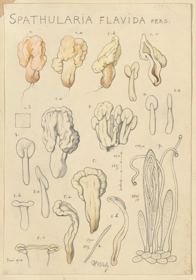 Spathularia Flavida Wall Art by Hans Walty - High-Resolution Digital Print