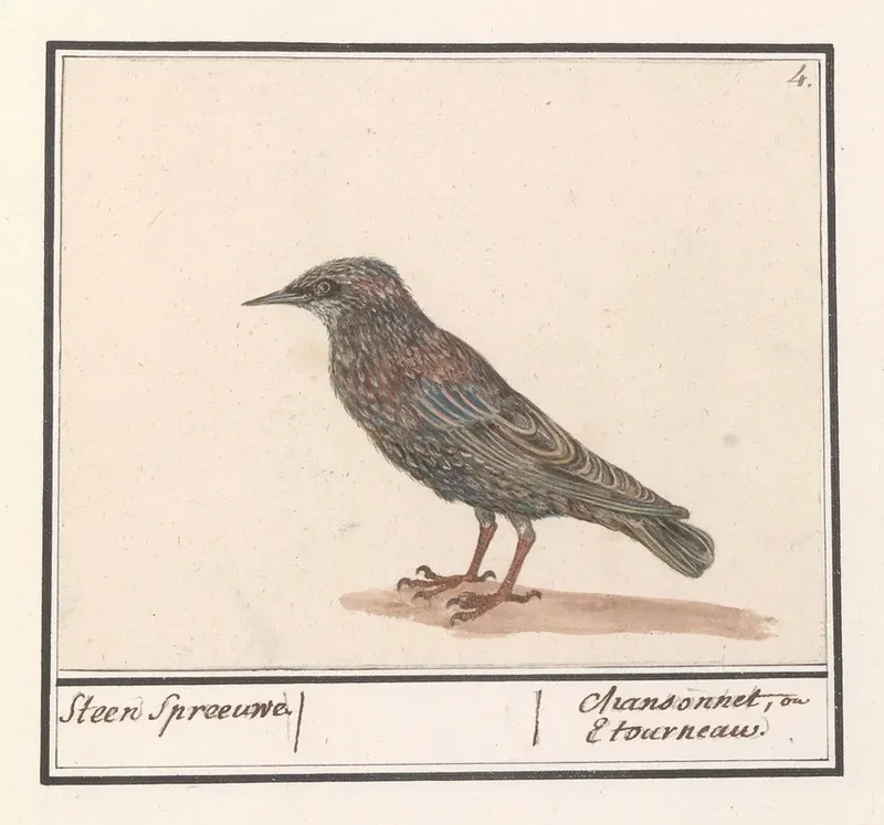 Renaissance Plants & Animals