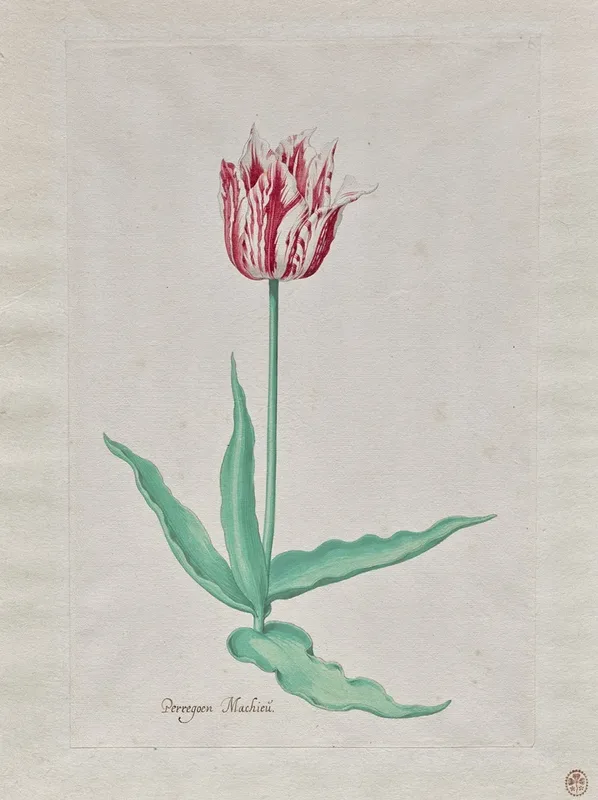 Dutch Flowers